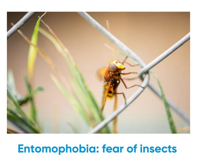 What is my biggest phobia? Entomophobia fear of insects Iq test for free