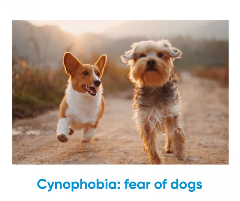 What is my biggest phobia? Cynophobia fear of dogs Iq test for free