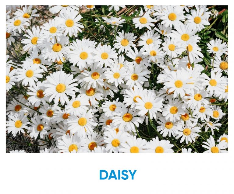 What Kind Of Flower Am I? DAISY Iq test for free