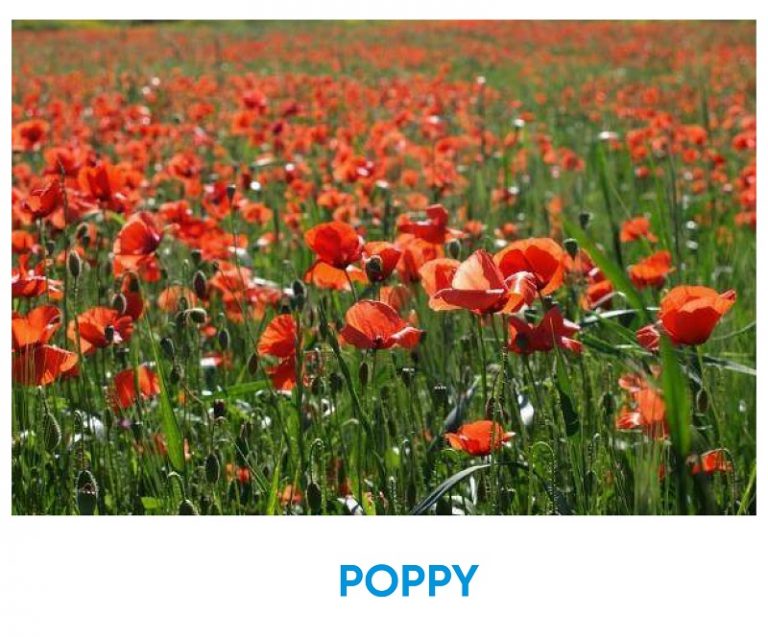 What Kind Of Flower Am I? POPPY Iq test for free