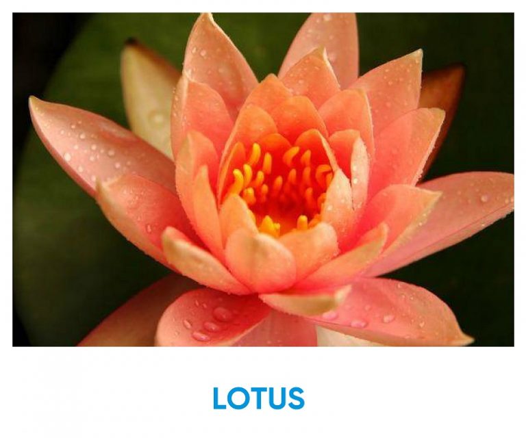 What Kind Of Flower Am I? LOTUS Iq test for free